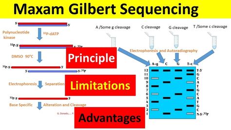 Maxam Gilbert DNA Sequencing | Principle, Procedure, Advantages, and ...