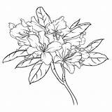 Flowering Branch Of rhododendron With flowers And Leaves Black  sketch template