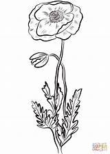 Red Poppy coloring Page  Free Printable Coloring Pages sketch template