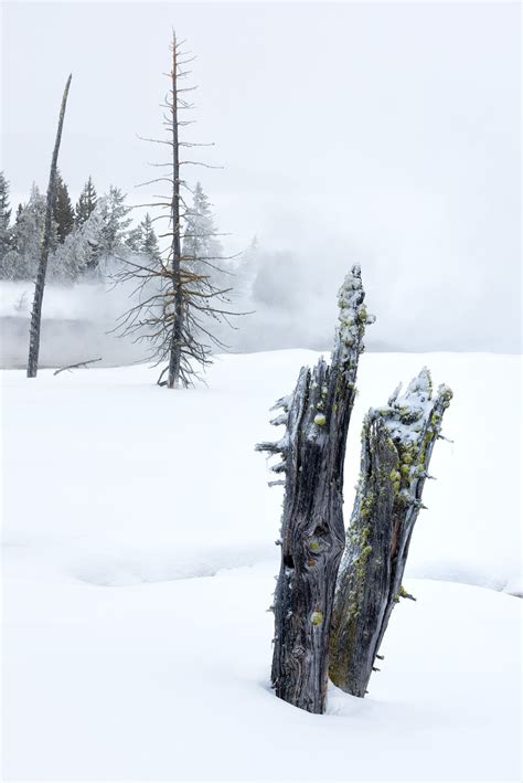 Yellowstone in a winter snow | Yellowstone, Winter snow, Snow