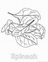 Spinach Coloring Pages sketch template