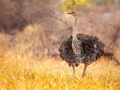 Are Ostriches Dangerous? (Reasons They Attack + How To… | Birdfact