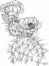 Opuntia Nopal Or Prickly Pear cactus coloring Page  Free Printable sketch template