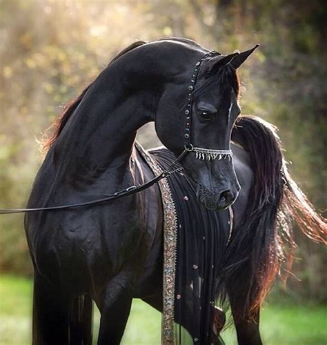 Black Arabian Horse