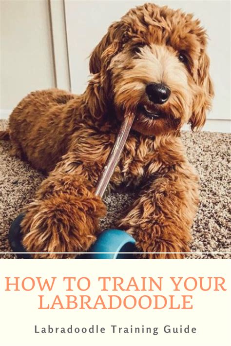 How to Train a Labradoodle – Labradoodle Training Guide | Labradoodle, Labradoodle training ...