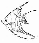 Regular Angelfish coloring Page  Download Print Or Color Online For Free sketch template