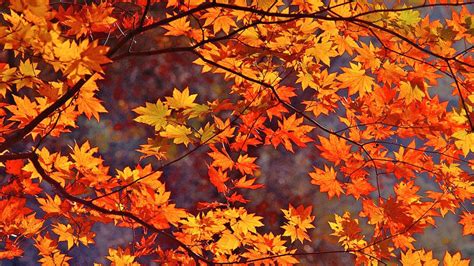 Autumn Leaf Color Wallpapers - Wallpaper Cave