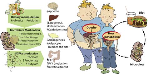 Gut Microbiota And Metabolic Syndrome