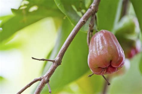 Jambu Fruit Plant Facts | Home Guides | SF Gate