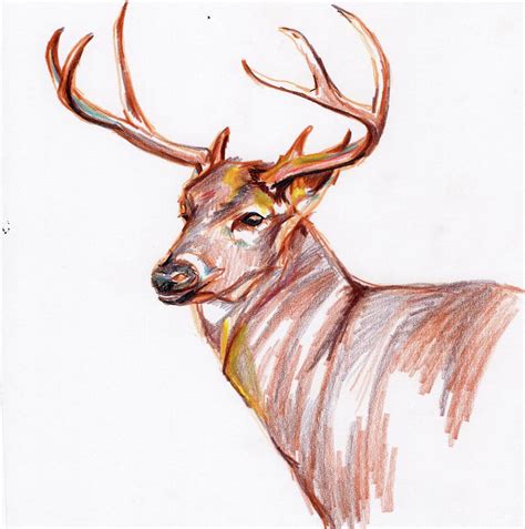 Deer in pencil Drawing by Anne Seay - Fine Art America