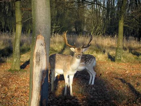 Photos - Rambouillet forest - 11 quality high-definition images