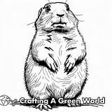 Prairie Dog Coloring Pages  Free & Printable sketch template