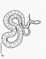 Snake Coloring Pages Bestofcoloring For  sketch template