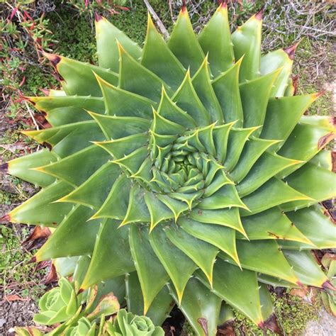 Aloe Polyphylla, Spiral Aloe in GardenTags plant encyclopedia