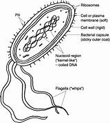 14 Labeled Plant Cell Parts Worksheet  Free PDF At Worksheetocom sketch template