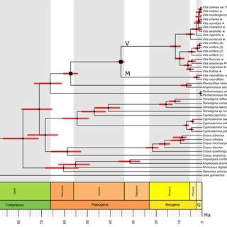 Dated phylogeny of Vitaceae. Chronogram of the main lineages of... | Download Scientific Diagram