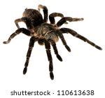 Spider Isolated Free Stock Photo - Public Domain Pictures