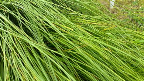 Lomandra Longifolia Care: A Comprehensive Guide – Brisbane Plant Nursery