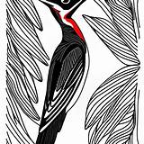 Pileated Woodpecker Coloring Page · Creative Fabrica sketch template