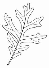 White Oak Leaf coloring Page  Free Printable Coloring Pages sketch template