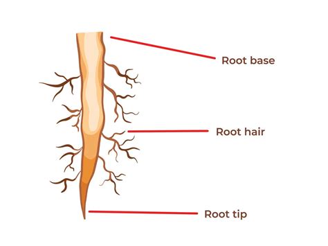 Plant root structure from root base, hair, and tip vector illustration ...