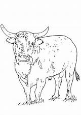 Bull Coloring Pages sketch template
