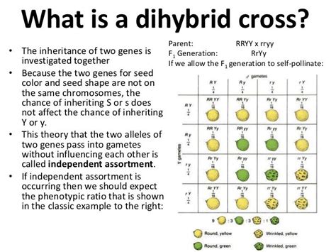 Dihybrid crosses and gene linkage