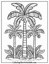Palm Tree Coloring Pages Free Downloads  Sheets For Kids sketch template