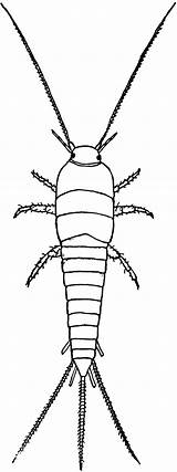 Silverfish  ClipArt ETC sketch template