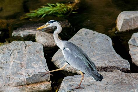 Common Heron Bird Perched - Free photo on Pixabay - Pixabay