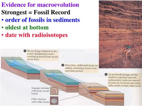 PPT - Evidence for macroevolution Strongest = Fossil Record order of fossils in sediments ...