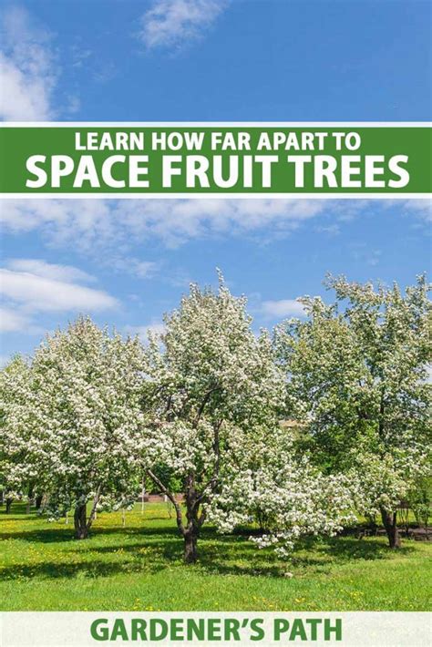 Fruit Tree Spacing: How Far Apart to Plant | Gardener’s Path