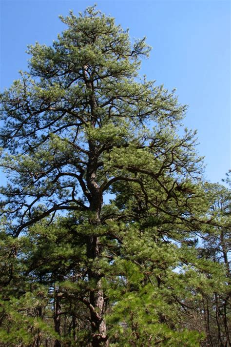 Buy Pitch Pine Tree (Pinus rigida) | FREE SHIPPING | Wilson Bros Gardens | 3 Gallon Pot for Sale ...