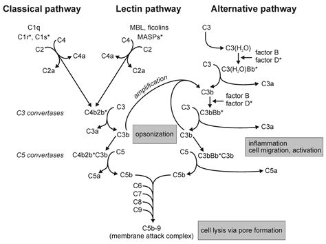 Complement Pathways: Types, Functions, Regulation • Microbe Online