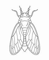 Cicada coloring Page  Free Printable Coloring Pages sketch template