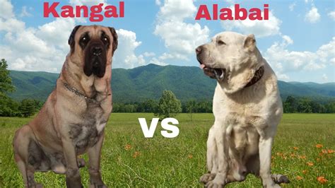 Alabai VS Kangal -Which Is Better for You - YouTube