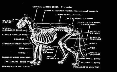 The HIP :: Anatomy- Cat | Esqueleto de gato, Anatomía del gato ...