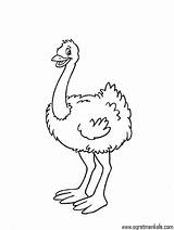 Ostrich Coloring Pages For Kids  Preschool And Kindergarten Free sketch template
