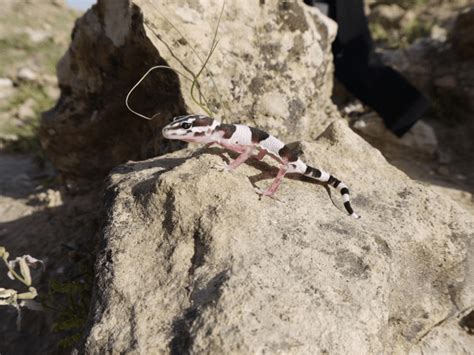 Interview with Karsten Griesshammer: Field Herping In Iran - Gecko Time ...