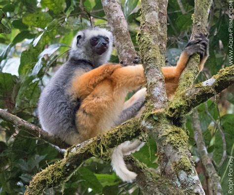 Madagascar Wildlife Holidays | Lemurs & Rainforest Conservation | AQUA-FIRMA