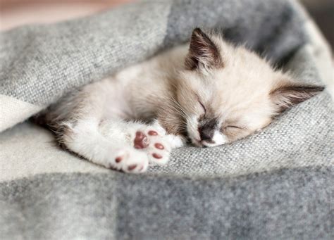 Sweet Sleepy Kitten Delights Internet: 'Adorable' - Newsweek