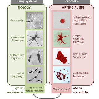 Artificial life research. (A -Artificial neural networks. B -Cellular ...