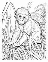 Free Printable Monkey Coloring Pages sketch template