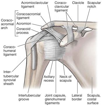 Scapula - How massage can help in reducing shoulder pain?