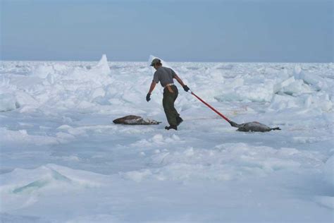 Seal hunt - Fur Free Alliance