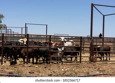 7,090 A Cattle Pen Images, Stock Photos & Vectors | Shutterstock