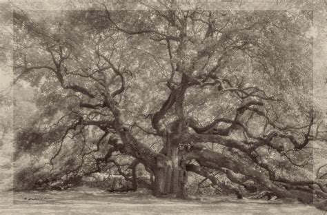 Angel Oak Tree Digital Art by Darlene Freas - Fine Art America