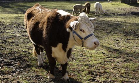 Domestic cow | Smithsonian's National Zoo