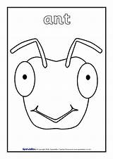 Minibeast Colouring Sheets SB2278  SparkleBox sketch template