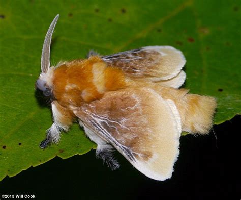 Megalopyge opercularis - Southern Flannel Moth | Flannel moth, Moth ...